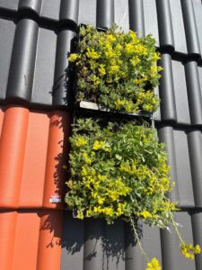 Livingroof1